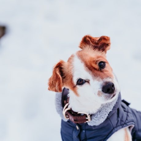 Roupa quentinha para os patudos neste inverno, só na TiendAnimal